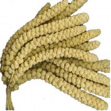 Millet jaune en grappes Millet jaune en grappes