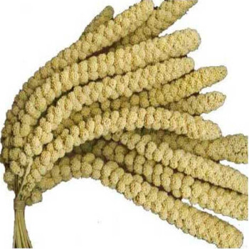 Millet jaune en grappes Millet jaune en grappes