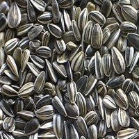 Tournesol naturel (1 lb)