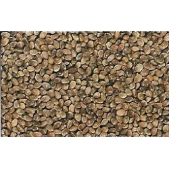 Hemp seed Hemp seed