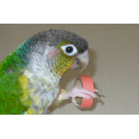 Bitty Birdie Bagel Bitty Birdie Bagel